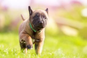 brown Sweet Puppy Dog on lawn