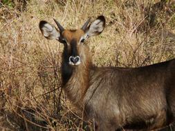 Gazelle Thomson Tanzania