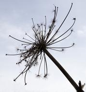 dry plant on a background of white clouds