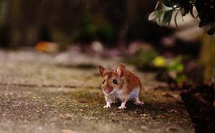 funny brown mouse in the garden