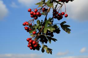 Hawthorn Berries Red Berry