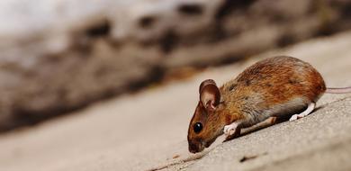 incredible Cute fur mouse