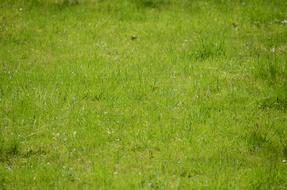 Grass Meadow Grasses