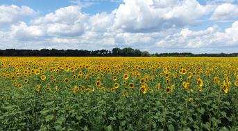 yellow blooming sunflowers in the field