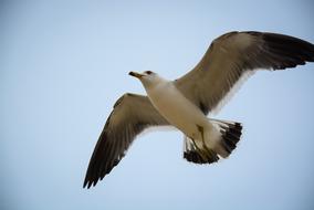 gorgeous white Bird