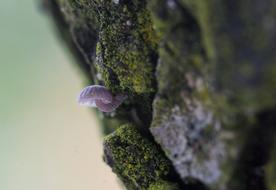 Macro Mushroom Zuzmo