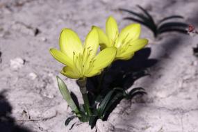 Flower Autumn Flowers The