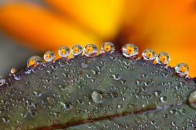 Dew-Drop Flower Macro Yellow