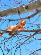 ginger cat on a tree on a sunny clear day