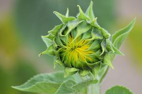 Sunflower Bud Summer