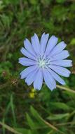 Chicory Flower