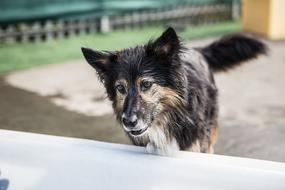 pet happy dog