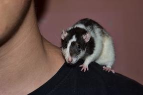 black and white rat on shoulder