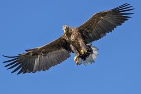 photo of the attacking eagle
