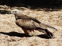 Beautiful, brown and gray eagle with yellow beak on the rocks