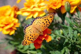 tiger butterfly on an orange flower in Japan