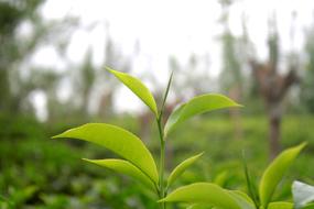 Tea Leaf Leaves Green