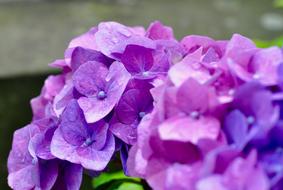 natural purple Flowers in garden