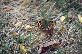 black and orange butterfly on autumn grass