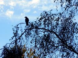 Crow perched bending branch at evening