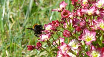 Hummel Flowers Spring