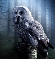 Owl Bird Beautiful in forest