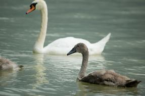 adult and young Swans on Water