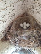 small white eggs in the nest