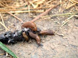 sea slugs on the corpse of an animal close-up on blurred background