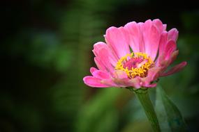 blooming Pink Flowers in garden
