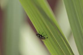 incredibly cute Macro Fly