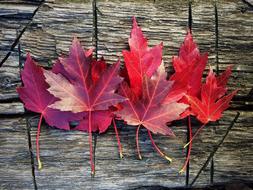 red leaves on the table