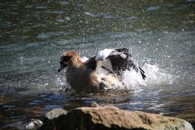 Beautiful, colorful and cute birds, playing in the Mosel river near the rocks