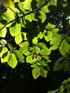 Green tree Leaves in Park