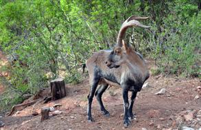 Mountains Natural Park Deer Fallow