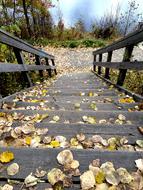 autumn yellow leaves on the stairs