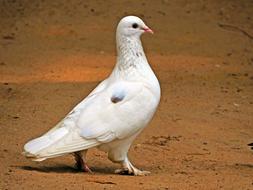 incredible Pigeon Bird Wings
