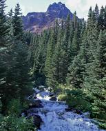 Rugged Mountain Forest