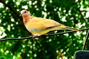 yellow dove on wires