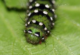 incredible Caterpillar Larva Insect