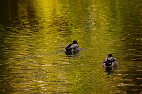 Duck gold Water