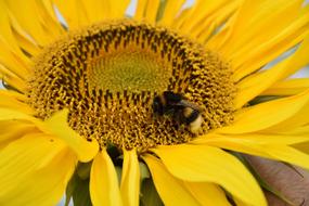 Sunflower Blossom Bloom