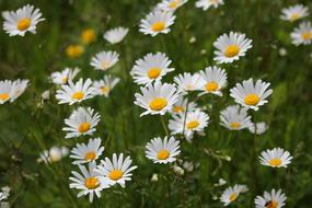 Flower Meadow Daisy