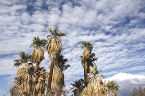 Fan Palm Trees Oasis Of Mara