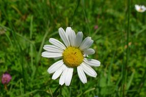 Daisy Flower Petals