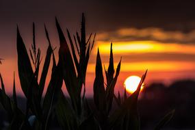 sunrise, bright sun, grass silhouette