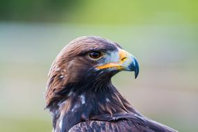 Golden Eagle portrait