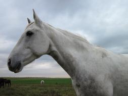 white horse on a farm at cloudy day