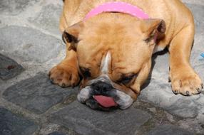 enchanting Bulldog Dog Tongue