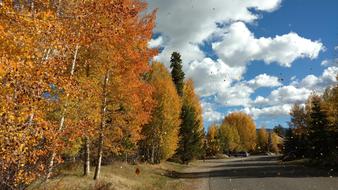 Trees Leaves Aspen